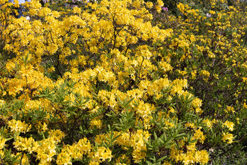 yellow flowers of azalea