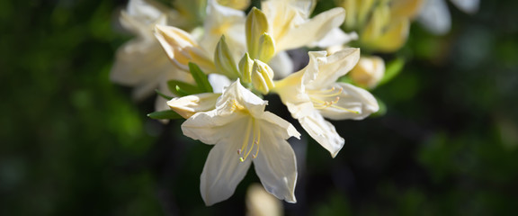 yellow flowers of azalea