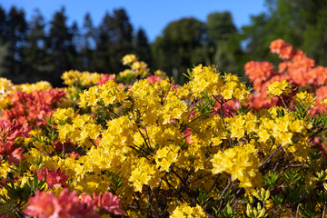 Obraz premium yellow flowers of azalea