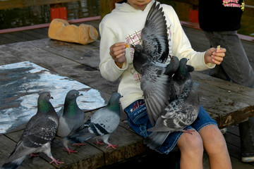 ハトのエサやり