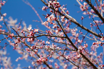 Apricot blossom cherry Peach Blossom flowering pink flowers close up background