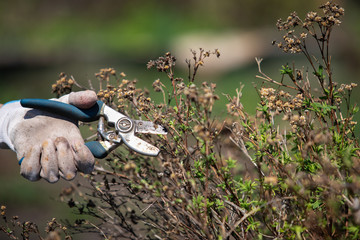hand of a farmer girl with garden secateurs on natural background