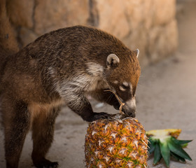 Coati eating pineapple, Tulum Mexico