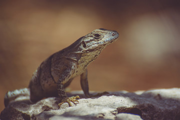 Close up of a small / youn Iguana , Mexico