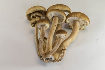 やなぎまつたけ