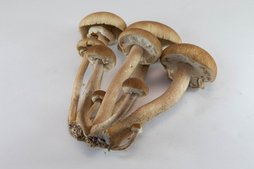 やなぎまつたけ