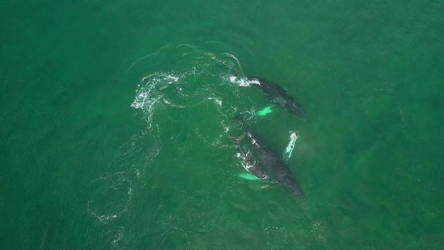 Humpback Whale and Calf Watching off Isla Conadora, Las Perlas Panama