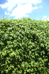 ゴーヤのグリーンカーテン