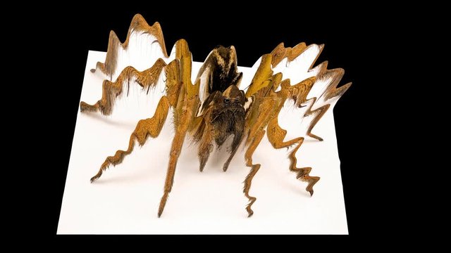 3D Simulation Of A Wolf Spider
