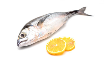 Close up torpedo scad fish with lemon slices over white background.