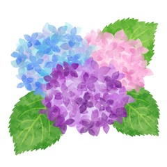 あじさい　紫陽花　水彩風イラスト素材　カラフル