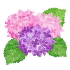 紫陽花　あじさい　水彩風イラスト素材　紫　ピンク