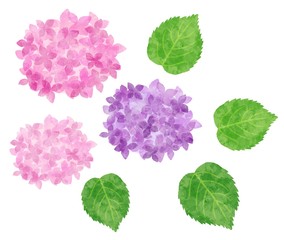 紫陽花　あじさい　花と葉のパーツ　水彩風イラスト素材　ピンク　紫
