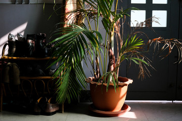 closeup of an indoor palm tree in a pot