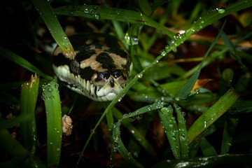 Jungle carpet python (Morelia spilota cheynei) hiding in grass. Ravenshoe, Queensland, Australia.