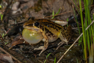 A male striped rocket frog (Litoria nasuta) calling. Ravenshoe, Queensland, Australia.