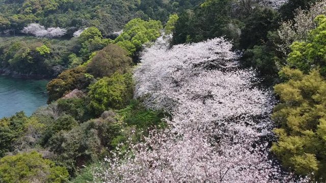 桜並木の上を低速で前進しながら撮影