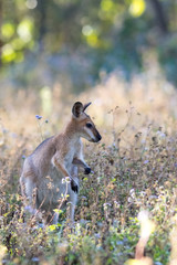Red-necked of Bennett's wallaby (Macropus rufogriseus) amongst wild flowers in a field. Gold Coast, Queensland, Australia. © Trent Townsend