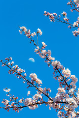 moon, cherry, tree, blossom, japan tokyo