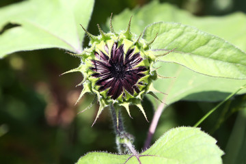 ムーランルージュ　ひまわりの蕾