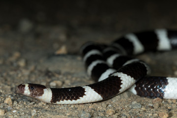 Bandy-bandy (Vermicella annulata) snake. Byron Bay, NSW, Australia.