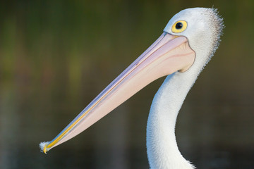 Australian pelican (Pelecanus conspicillatus). Cudgen Lake, NSW, Australia.