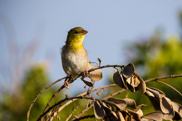 Female african bird on tree perched
