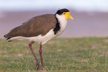 Masked Lapwing or plover (Vanellus miles). Hastings Point, NSW, Australia.