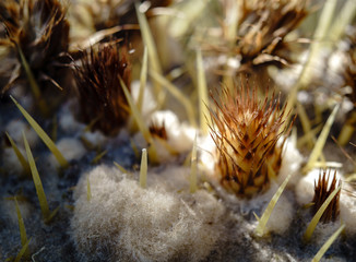 Echinocactus grusonii