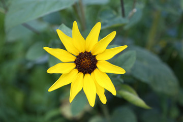 ひまわり サンフィニティー