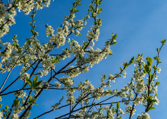 Several branches of a blossoming cherry horizontally against a bright blue sky