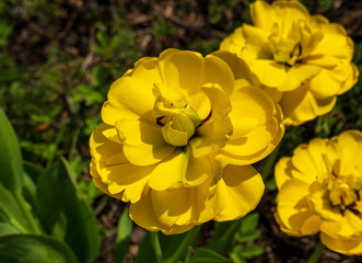 Peony yellow tulips on the grass