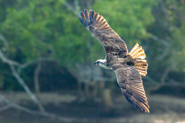 Eastern Osprey (Pandion haliaetus) in flight. Kingscliff, NSW, Australia.