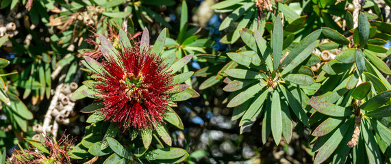 Red flowers from New Zealand