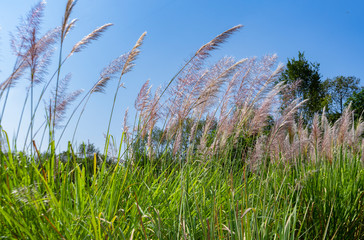 green grass and blue sky