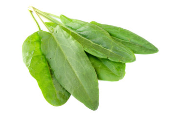 Pile of green sorrel leaves isolated on a white background. Sorrel plant leaves on a white background. Green sorrel leaves isolated on a white background.