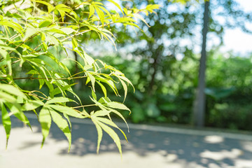 palm trees in the garden