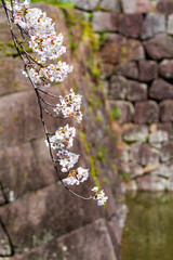 ソメイヨシノと石垣