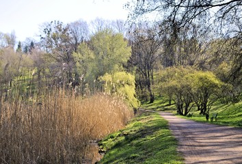 Beautiful woodland green leaves season blooming 