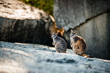 ロックワラビー - Rock wallaby in Cairns, QLD, Australia