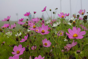 Obraz premium pink flowers in the field