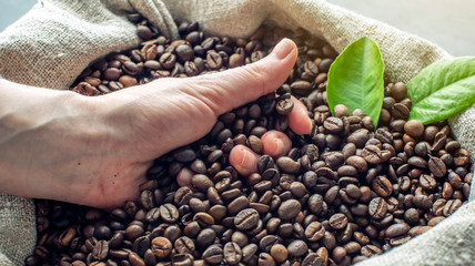 Hand hold a handful of roasted coffee beans over a full burlap of coffee.