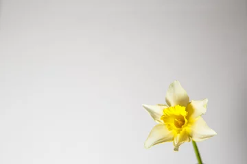 Foto op Plexiglas Yellow daffodil on a white background. © Ольга Симонова