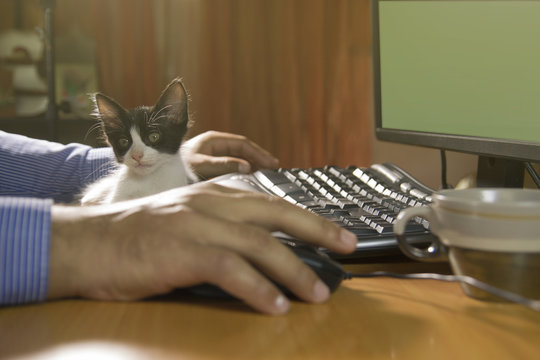 Baby Cat On Desktop And Blurred Mans Hand Using Computer Keyboard
