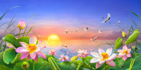 Fototapeta na wymiar Beautiful lotus flower blooming as the sun rises in the it's raining with a koi carp fish Jumping and red crowned crane flying through, Which is auspicious feng shui