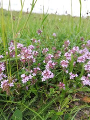 pink flowers in the grass