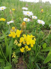 Fototapeta premium yellow flowers in the grass