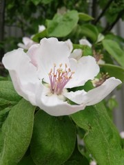 Obraz premium Quince flower