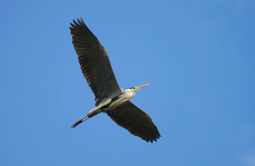 A grey Heron flies with its wings spread against the blue sky