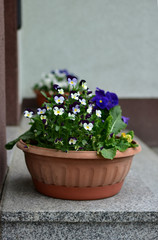 Decoration with blooming pansies in a pot before entering the house.